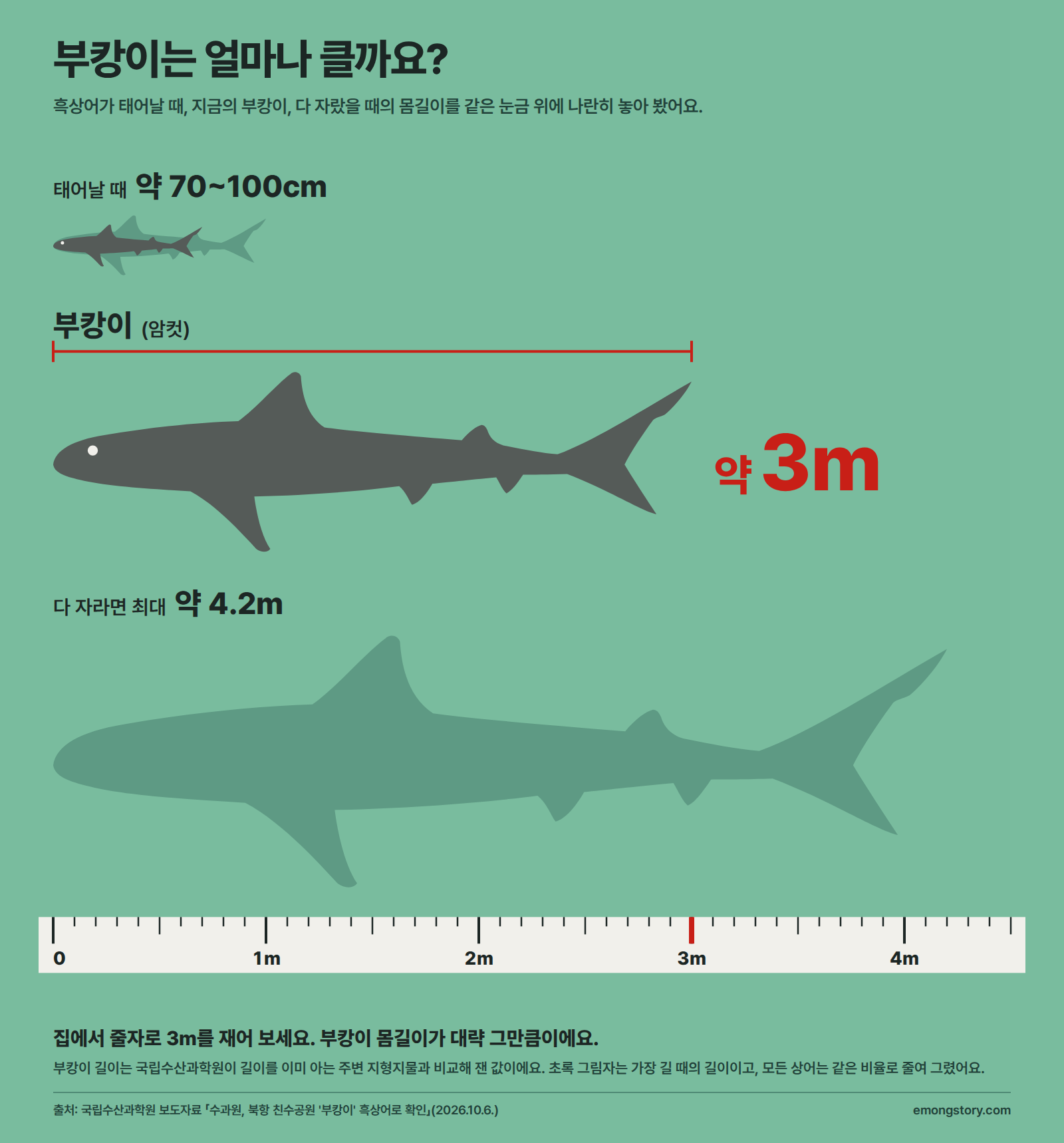 흑상어 몸길이 비교. 태어날 때 약 70~100cm, 부캉이(암컷) 약 3m, 다 자라면 최대 약 4.2m를 같은 눈금 위 상어 그림으로 나란히 비교한 그림