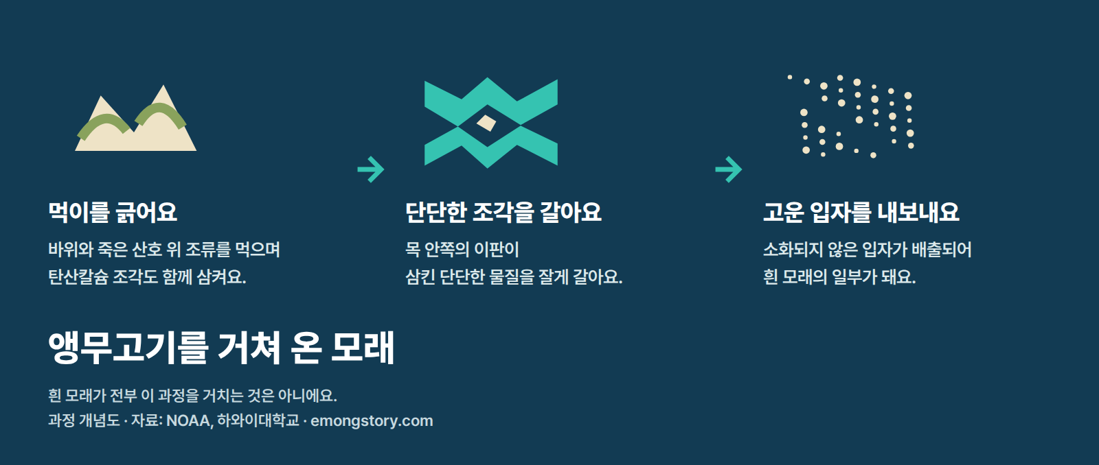 앵무고기가 먹이와 함께 탄산칼슘 조각을 삼키고 목 안쪽 이판으로 잘게 간 뒤 고운 입자를 배출해 흰 모래의 일부를 만드는 과정