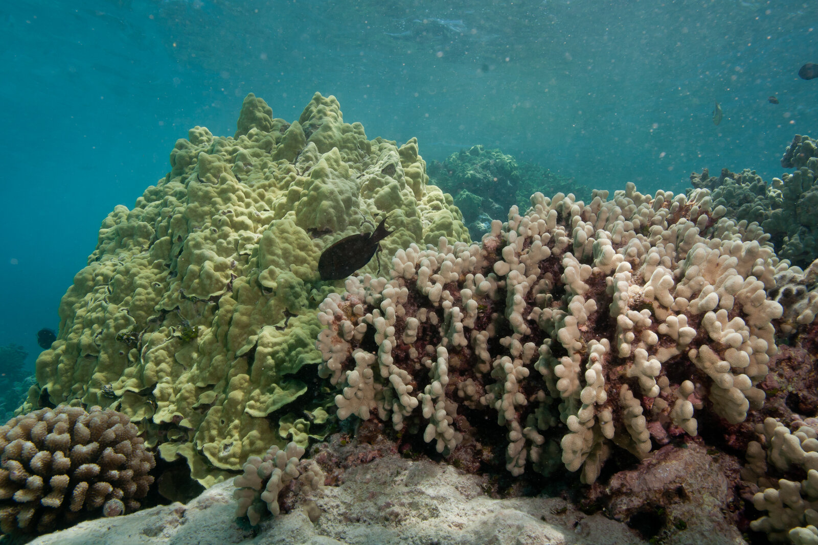 하와이 북서부 프렌치 프리깃 암초의 산호. 왼쪽부터 꽃양배추 모양 산호(Pocillopora meandrina), 덩어리 모양 로브산호(Porites lobata), 손가락산호(Porites compressa)